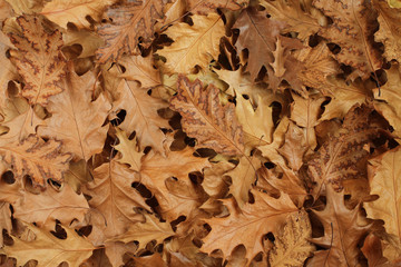Autumn leaves background - dried brown oak leaves