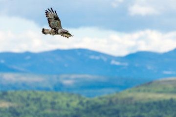 The rough legged buzzard/buteo lagopus photographed in flight. Birds of prey, predators, wildlife and nature concept.