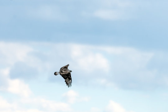 The rough legged buzzard/buteo lagopus photographed in flight. Birds of prey, predators, wildlife and nature concept.
