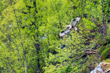 The rough legged buzzard/buteo lagopus photographed in flight. Birds of prey, predators, wildlife and nature concept.