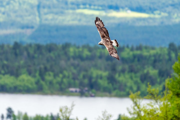 The rough legged buzzard/buteo lagopus photographed in flight. Birds of prey, predators, wildlife and nature concept.