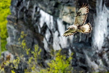 The rough legged buzzard/buteo lagopus photographed in flight. Birds of prey, predators, wildlife and nature concept.