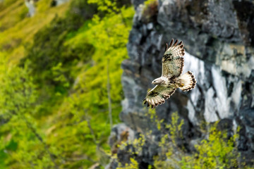 The rough legged buzzard/buteo lagopus photographed in flight. Birds of prey, predators, wildlife and nature concept.