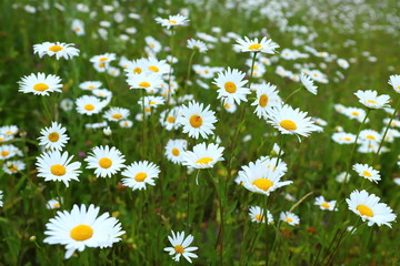 Fototapeta premium Chamomile field in summer in Russia