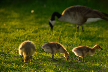 Three yellow goslings at sundown with parent Canada Goose in background