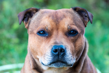 Portrait of beautiful golden staffordshire bull terrier outdoors in natural environments. Dog, pet, terrier and animal photography concept.