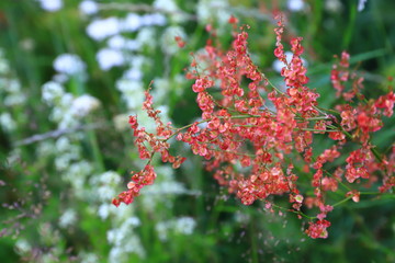 Blooming red sorrel in a field close-up