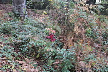 Fototapeta premium autumn leaves in forest