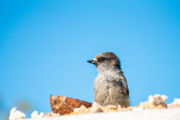 Siberian jay (Perisoreus infaustus) closeup portrait sitting on a bird feeder tray outdoors in the wilderness, blue blurry background. Birding and nature concept.