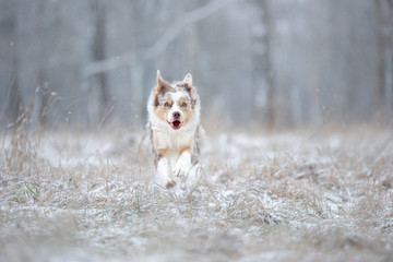 the dog runs to the camera. Active marble border collie in the snow in winter outdoors