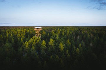  Aerial view on watch tower above the evergreen pine forest. Epic sunset colors the forest. Earthy texture.