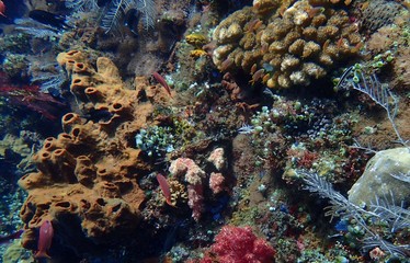 Tauchen im Korallenriff mit Fischen