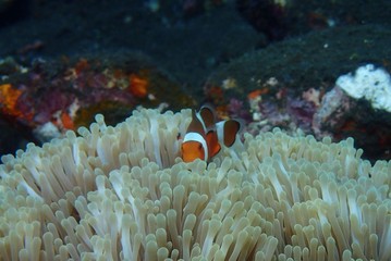 Fototapeta na wymiar Tauchen im Korallenriff mit Fischen