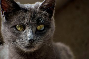 Gato gris