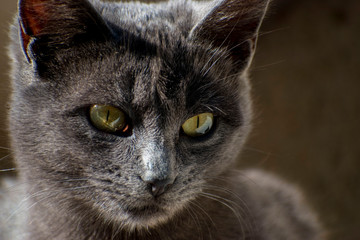 Gato gris