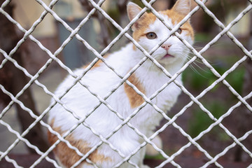 Obraz premium A beautiful white - orange cat looking through a metal grid longing to be free.