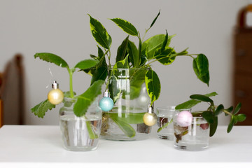 home grown plants in glass jars of water decorated for Christmas