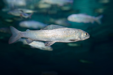 Arctic Grayling cold freshwater fish swimming underwater in an aquarium © Reimar