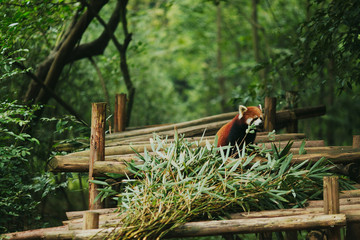 Red panda walks in the green leafs