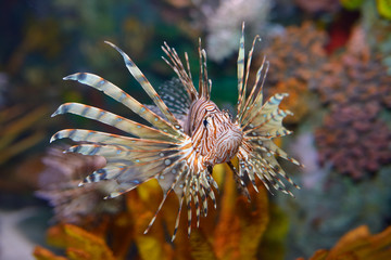 Head on view of Pterois volitans or red lionfish with venomous spiky fin rays in an aquarium