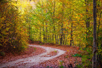 road in autumn forest