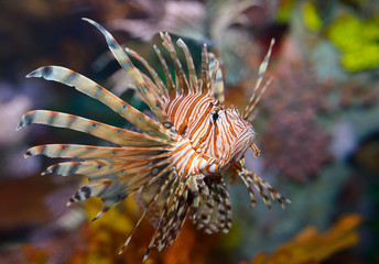 Colorful pectoral fins of Pterois volitans or red lionfish with venomous spiky fin rays in an aquarium