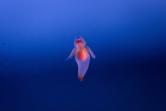 Photograph of clione in blue gradation sea | Angel of drift ice, aquarium
