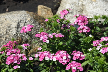 Obraz premium Beautiful flowers in the garden Blooming in the summer.Landscaped Formal Garden 