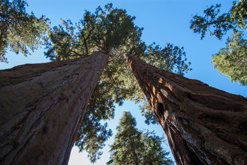 Fototapeta na wymiar Sequoia National Park, USA