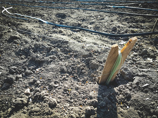 Fresh soil with a wooden peg and fishing line, watering hoses in rows in the garden.