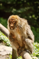 Naklejka na ściany i meble Barbary Macaque (Macaca Sylvanus)