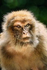 Barbary Macaque (Macaca Sylvanus)