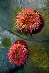 Naklejka na ściany i meble Northern red or dahlia sea anemones underwater in an aquarium