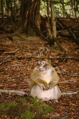 Barbary Macaque (Macaca Sylvanus)