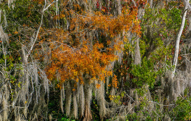Orange leaves amid Spanish Moss