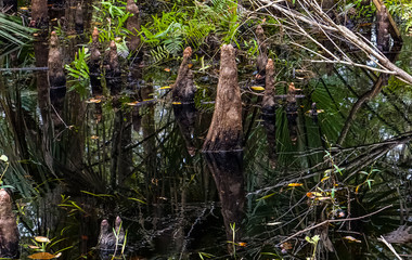 Knees in Swamp