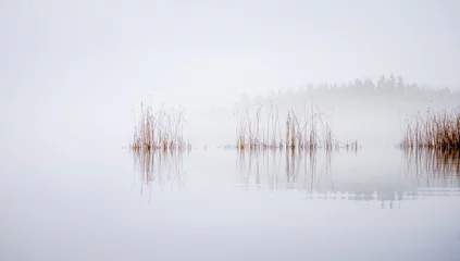 Schilf weht im Wind an einem nebligen Morgen am See Littoinen, Kaarina, Finnland. © Finmiki