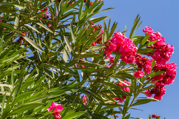 Nerium oleander, flowering bush of pink oleander