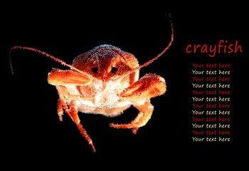 Red boiled crawfish in air bubbles under water on a black background with place for text