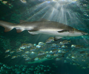 Sand Tiger Sharks swimming with Lookdown Fish with sunlight streaming from the surface