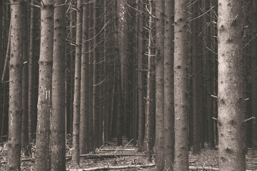 Trees in dark forest