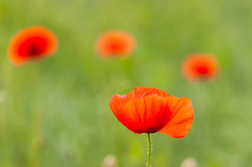 Obraz premium Summer field of poppies. Four wild red flower on the green meadow.