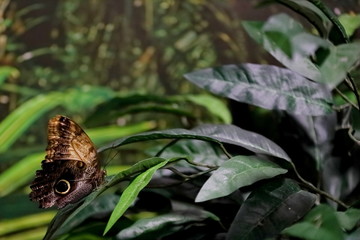 butterfly on leaf, unique insect