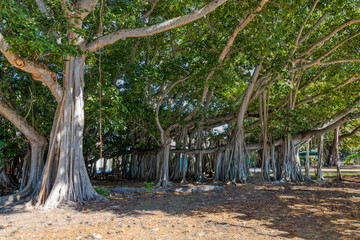 Partial View of the Third Largest Banyan Tree in the World in Fort Myers, Florida