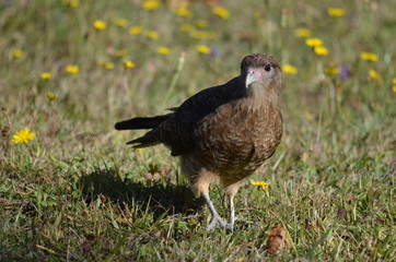 bird in the grass