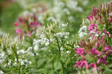 Beautiful flowers in the garden Blooming in the summer.Landscaped Formal Garden	