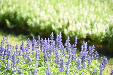 Obraz premium Beautiful flowers in the garden Blooming in the summer.Landscaped Formal Garden 