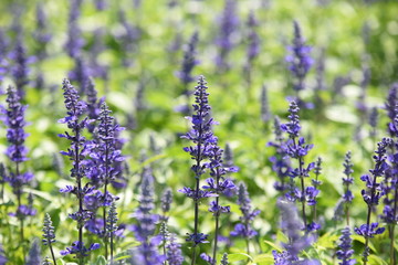 Colorful flowers in the garden.flower blooming.Beautiful flowers in the garden.	