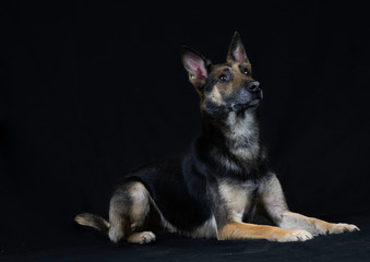 GSD