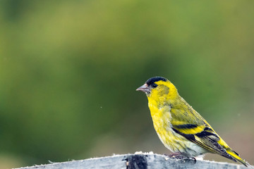 Eurasian siskin/spinus spinus closeup portrait sitting on a bird tray feeder with green blurry background. Bird and species concept.